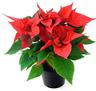 kerstroos kerstroos