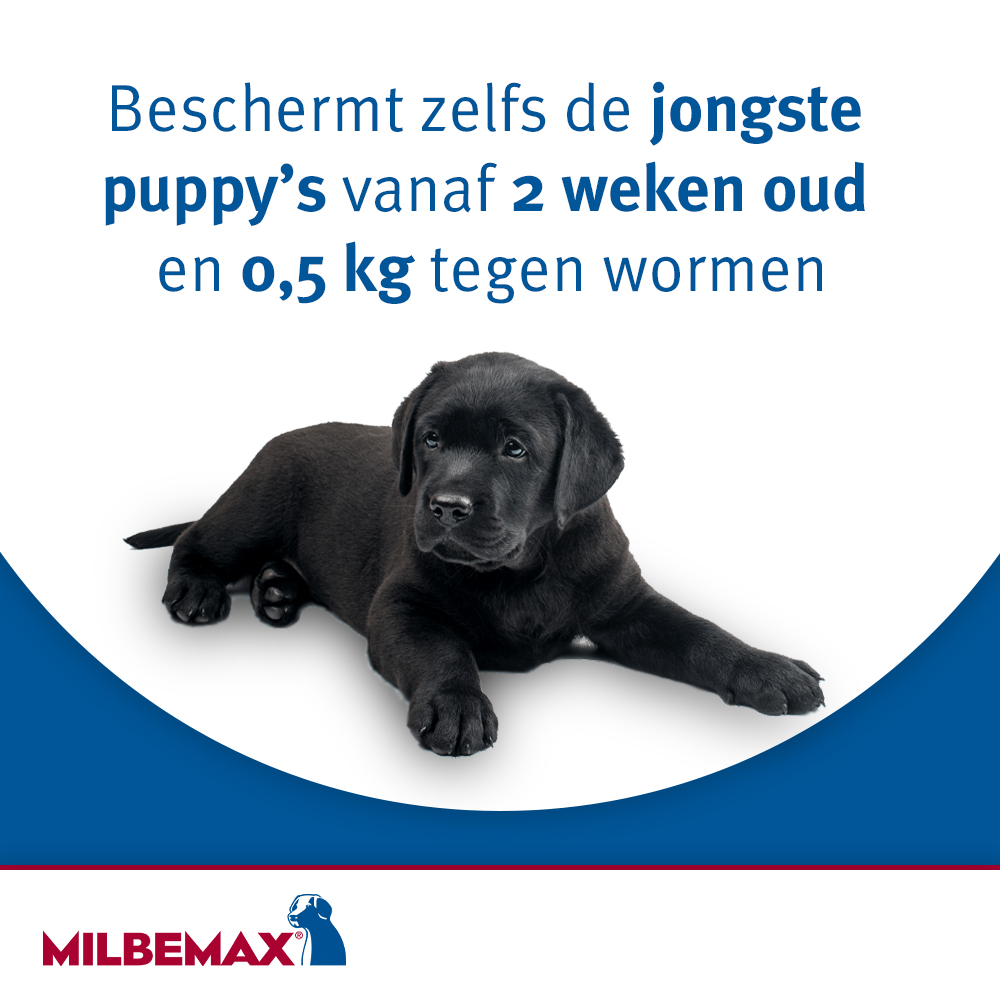 Milbemax Hond-5
