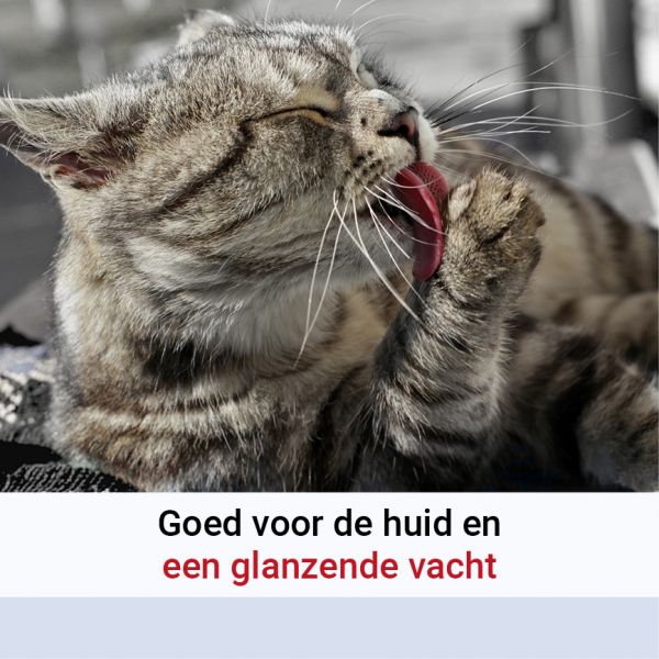 Pharmox Zalmolie 100% Puur Hond & Kat-3