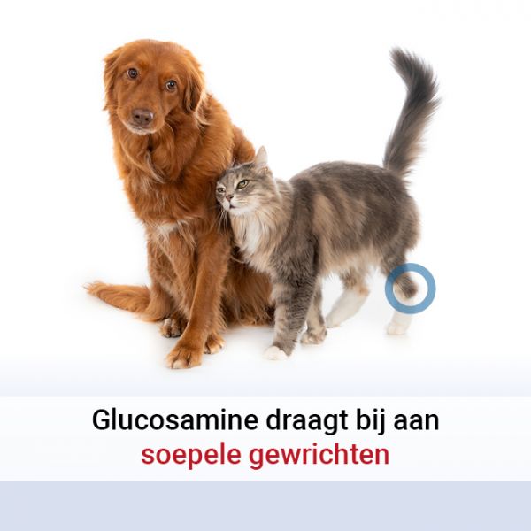 Pharmox Hond & Kat Glucosamine Chondroitine MSM kopen? Veilig en betrouwbaar bestellen!