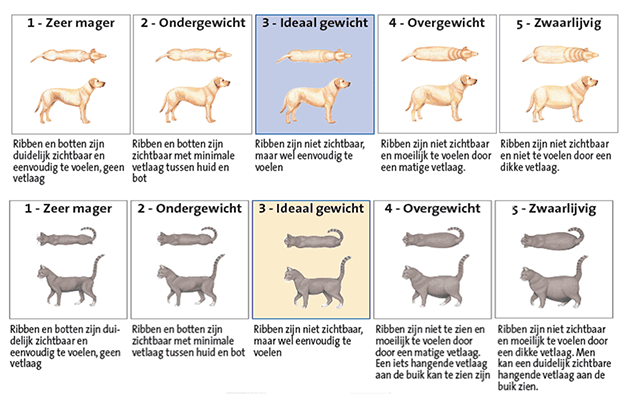 magnifiek Kietelen Moreel Hoe belangrijk is een gezond gewicht? | De Dierenapotheek