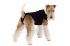 Suitical Recovery Suit Hond