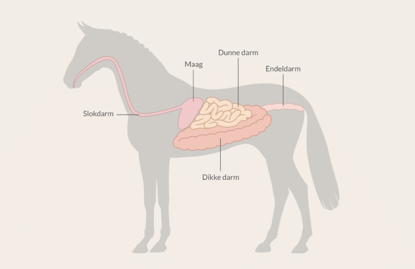 Een Gezonde Spijsvertering Bij Paarden Dierenapotheek