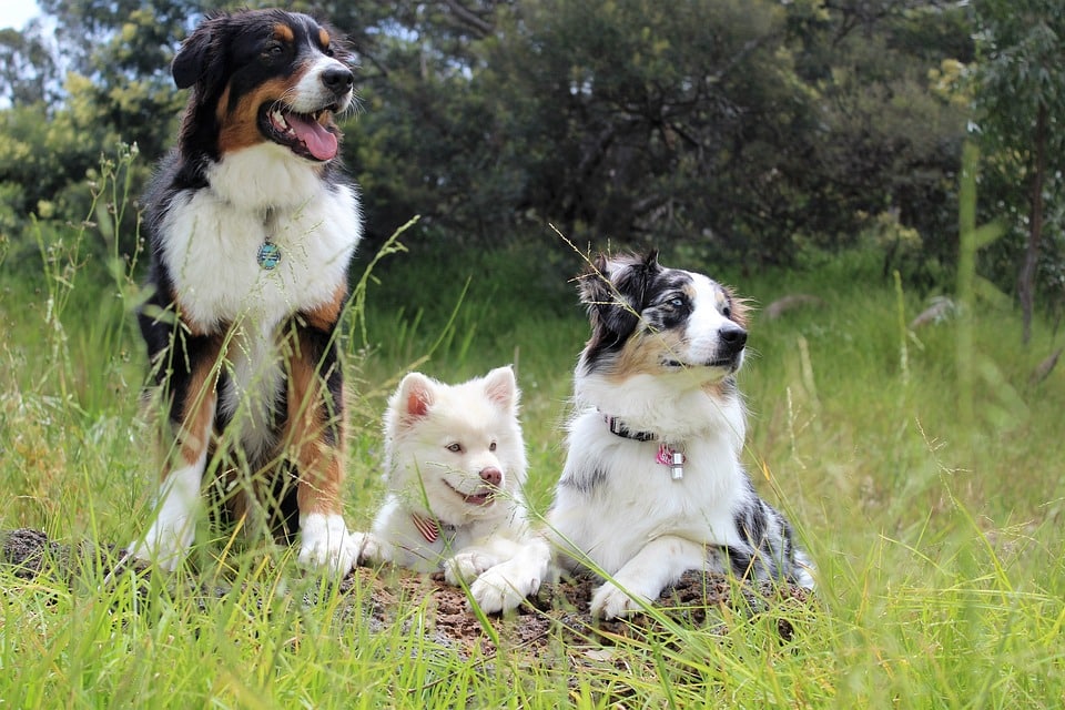 honden plassen hond gras 