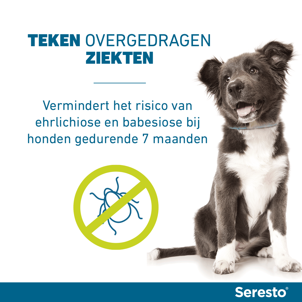 Sceptisch rand dichtheid Seresto Vlooien- en Tekenband Hond kopen? Veilig en betrouwbaar bestellen!