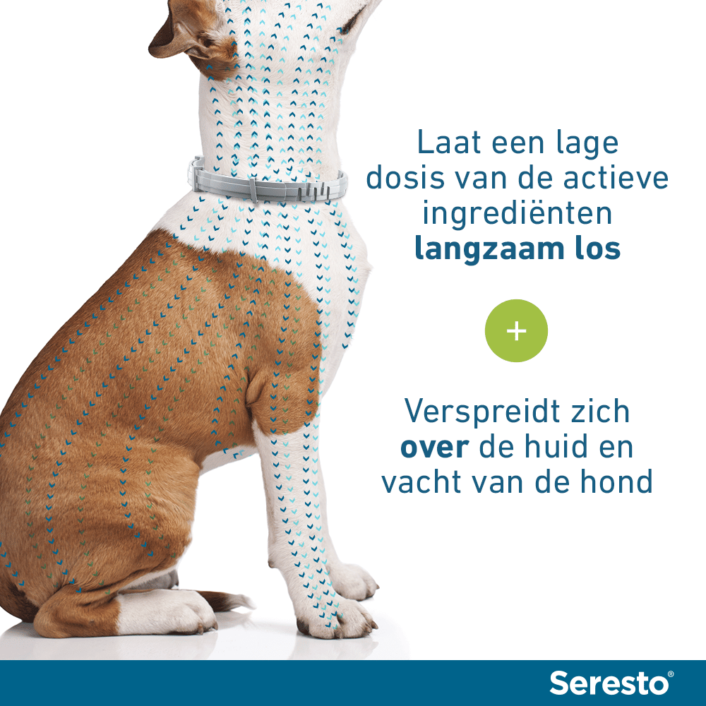 vlooien- en hond kopen? Veilig en betrouwbaar bestellen!