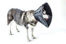 comfy-cone-kraag-honden-katten