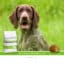 SANIMED Hypoallergenic LR hond