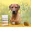 SANIMED Hypoallergenic DR hond