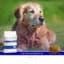 SANIMED Osteoarthritis hond