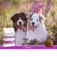 SANIMED Renal hond