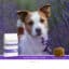SANIMED Skin/Sensitive hond