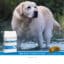 SANIMED Weight Reduction hond