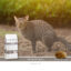 SANIMED Intestinal kat 4,5kg