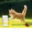 Sanimed Kitten