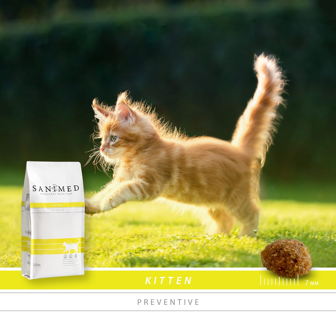 Sanimed Kitten-2