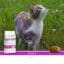 Sanimed Renal kat