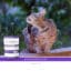 Sanimed Skin Sensitive pouch kat