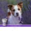 Sanimed Hond Skin Sensitive Functional Treats