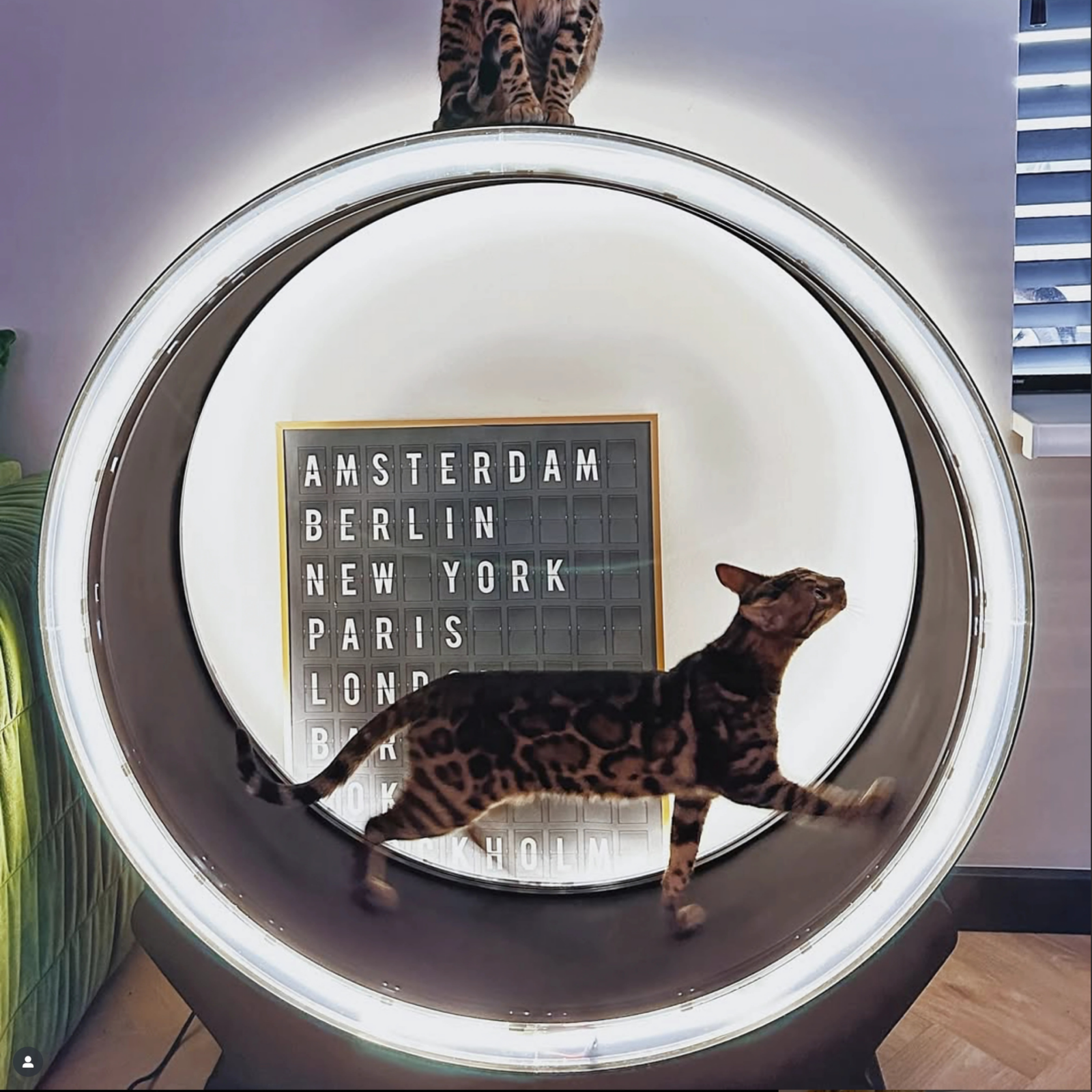 PETLUX – Looprad / Loopwiel voor kat V2 met LED-2