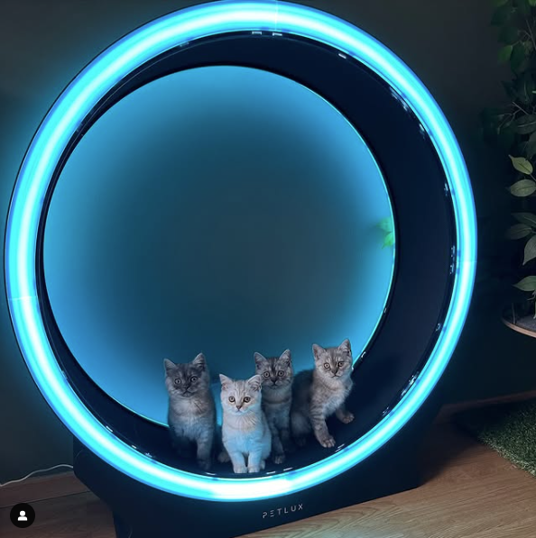PETLUX – Looprad / Loopwiel voor kat V2 met LED-4