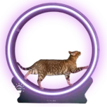 Petlux loopwiel voor katten led ring verschillende kleuren