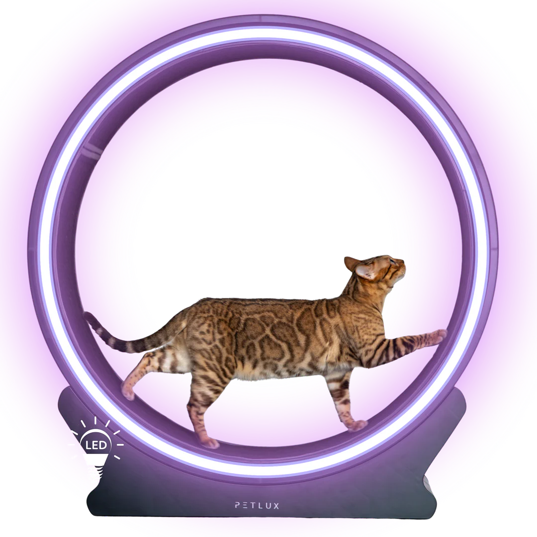 PETLUX – Ringen set voor loopwiel V2-1